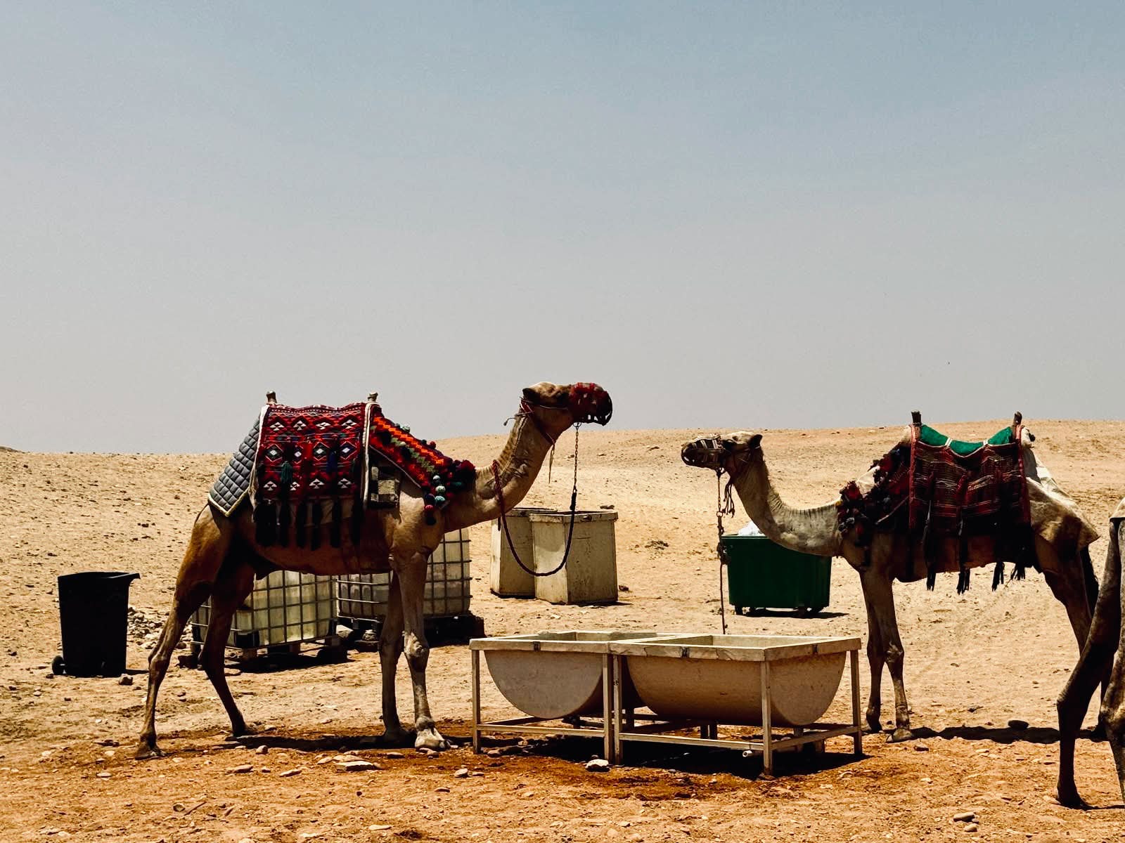 two camels