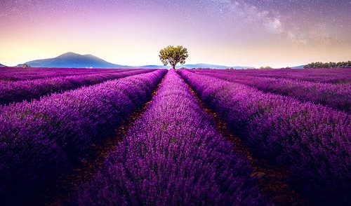 the fragrance of jannah