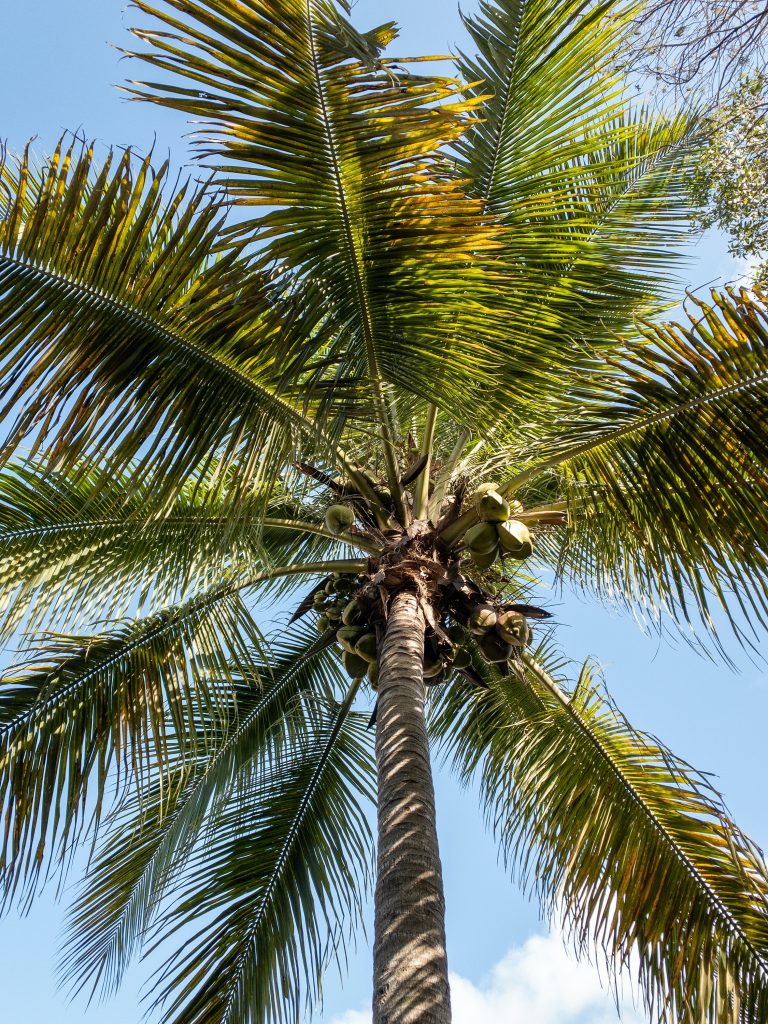 Why is a believer like a palm tree?