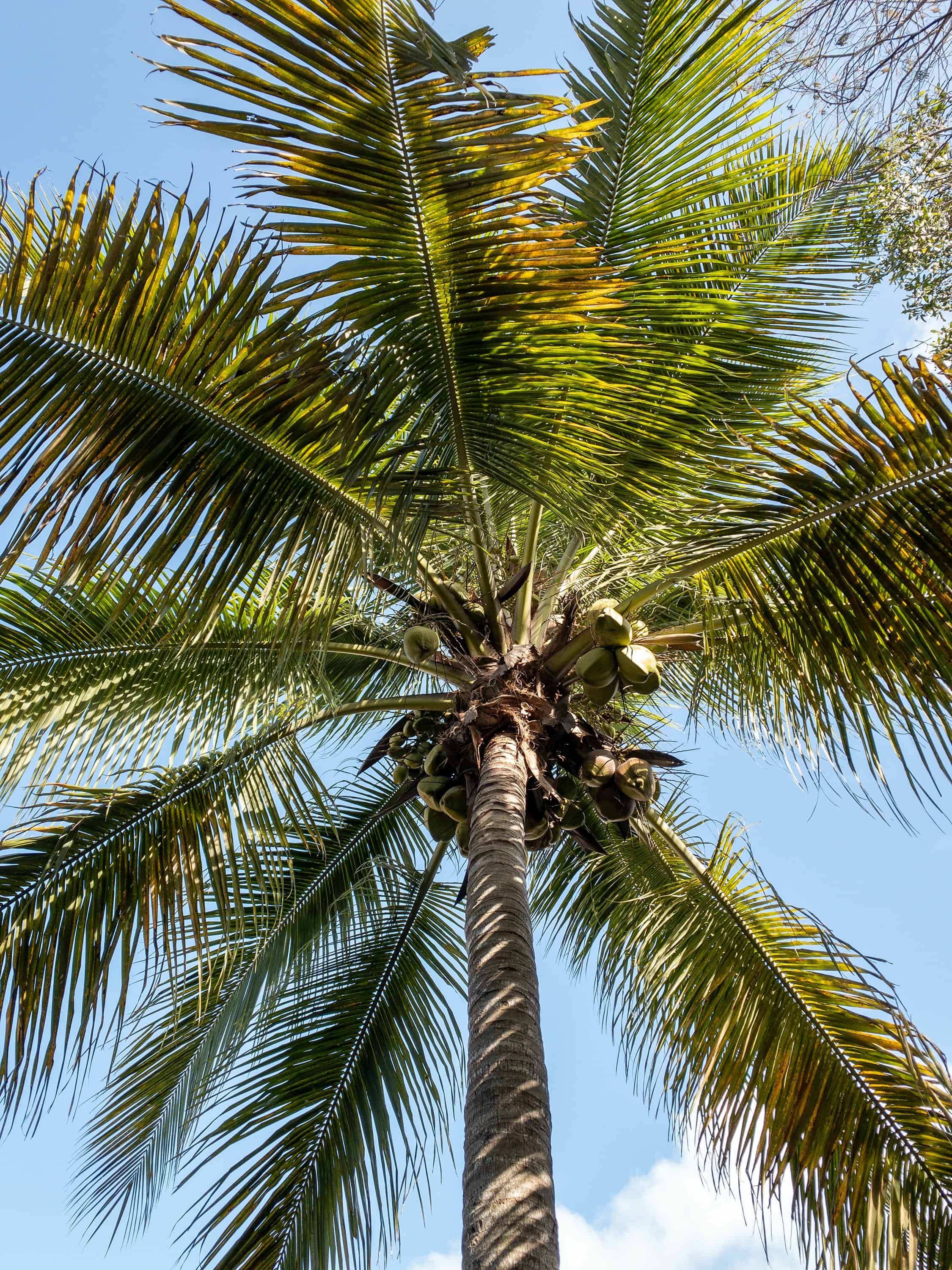 Why is a believer like a palm tree? Utrujj