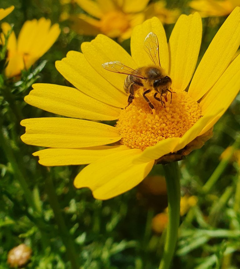The perfection of creation is a sign of the Creator