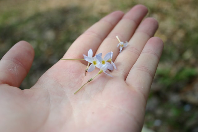 What is the Islamic ruling on burying a foetus?