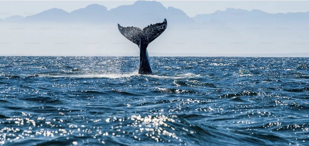 Saved from the belly of the whale - the power of secret deeds