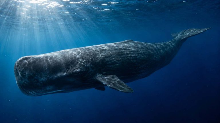 Whale in the ocean